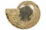 Cut & Polished, Agatized Ammonite Fossil - Madagascar #317504-4